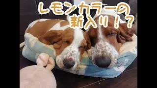 【新入り】３匹目のバセットハウンド