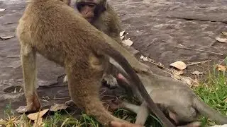 Poor Amara baby monkey, What Happen?