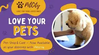 Pet Grooming | Pet Care | Petcity