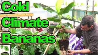 Trying To Get A Banana To Fruit In Cold Climates