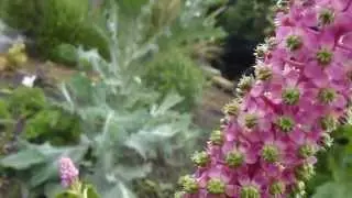 Pokeberry - Flower - Phytolacca - Kermesber  - Gr&oacute;&eth;urh&uacute;saplanta - Skrautplanta - Sumarbl&oacute;m
