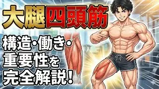 【衝撃】9割が知らない？「大腿四頭筋」の本当の構造をイラストで完全解説！