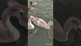 К столу собратьев не подпускает.