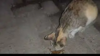 #cats market