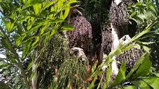 Tasting Fishtail Palm (Caryota cf urens)