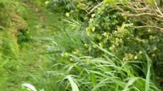 Sandy Cruz Trail Part 1.MOV