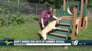 Adopt a pet during Dog Days of Summer at Delta Animal Shelter