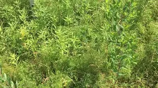 Weird Bug Sounds