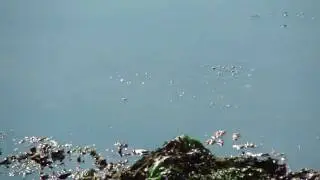 Diving mink