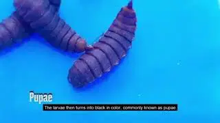THE BLACK SOLDIER FLY LIFE CYCLE 