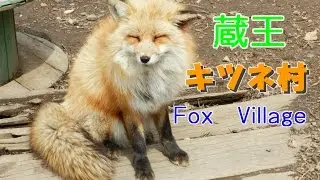 蔵王キツネ村に行ってきました【Fox Village】