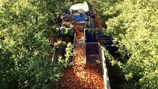 Willey Estates, Shropshire, Cider Apple Harvest, 2025