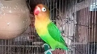 colourful birds | cute birds | cute lovebirds | cute little birds | beautiful birds 