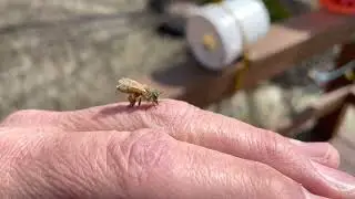 Honeybee grooming pollen sub