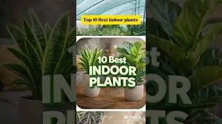 Top 10 Indoor Plants for Home | Best Air Purifying & Low Light Plants in Pakistan