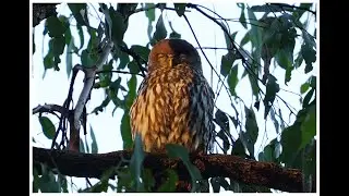 Sound recording of female Barking Owl calling at dusk in Brisbane