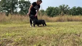 Training your American Bully - Grand Champion Shiroh