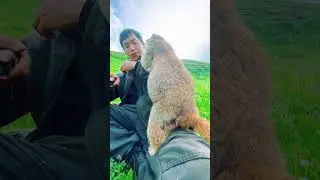 Cute Wild animal bobak marmot or prairie dog eating cookies yummy 187