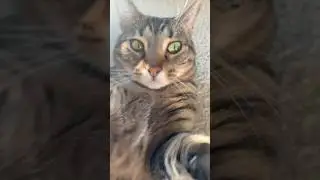 Ellie trying to sleep 💤  #cat #ellie #catvideos #funny
