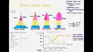 Population Composition & Ageing, Demographic Pyramids
