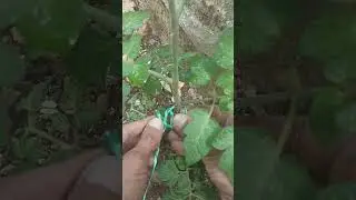Domatesi sırığa Alma 🍅 #Domatese ayarlanabilir İp bağlama #domates #tarım #tarla #bah&ccedil;e #tomato