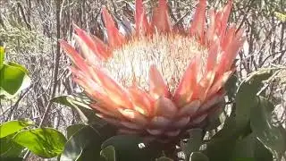 Kogelberg Nature reserve views and Kleinmond beach Western Cape South Africa
