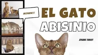 [#Podcast] El gato Abisinio - The Abyssinian Cat
