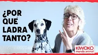 ¿Por qué ladran los perros? 🐕🗯【Causas y Soluciones】