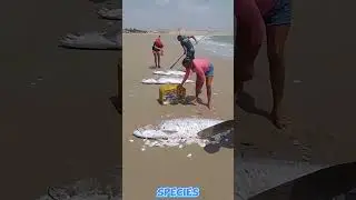 The Real Treasure of Atlantic Tarpon Fishing in Brazil More Than Just a Catch#shortsfeed