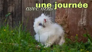On refait l’enclos des lapins et préparation de l’arrivée des animaux !