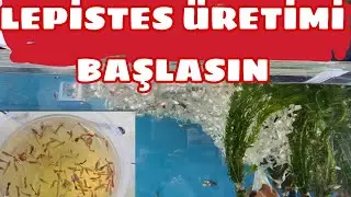 LEPİSTES ÜRETİYORUZ 100 LERCE YAVRU GELSIN!!!