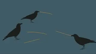 Why crows learned to use tools