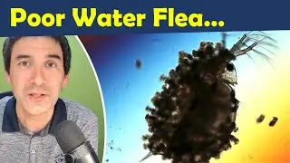 🔬 このミジンコには何が生えているの？ | このミジンコが可哀想