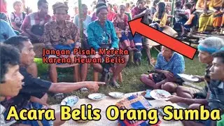 Acara Belis Sumba || Perkawinan Adat Sumba NTT || 2023