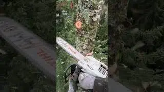 Dropping a 120&rsquo; Fir Tree Top!