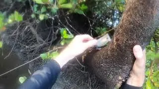 MUDCRAB TIPS