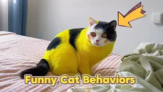 Забавные, необъяснимые кошачьи выходки