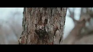 canon rf 35mm 1.8 video