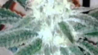 SUPER BUD