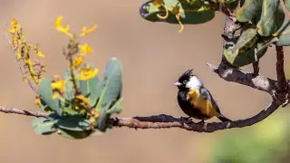 Mineirinho (Charitospiza eucosma)