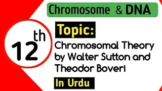 Walter Sutton and Theoder Boveri Theory of Inheritence// FSC 12// Chapter, Cromosomes And DNA