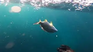 Spearfishing Seal Rocks