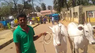 Future King Milk Teeth Hallikar ox pair of Young Farmer Nagaraj, Kortegere grama at Siddagange Fair