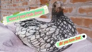 silver sebright | sun bath lover | chicks care in winter