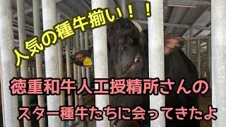 徳重和牛人工授精所さんの種牛に会ってきました