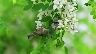 Chinese Penduline Tit and redstart beautiful View #birds #wildlife