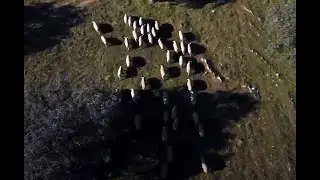 Montanera, el cerdo ib&eacute;rico en la dehesa