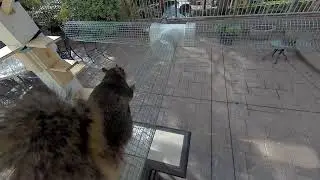 SquirrelCam2 20200413 93717