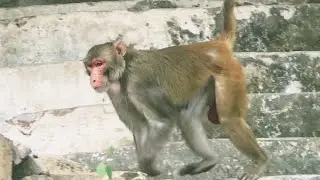 Monkeyes fighting other groups । Monkey fighting । SKK Earth