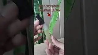 chocolate musk perfume oil roll on #chocolate #attar #fregrance #unisexperfume #ytshorts #shortsfeed